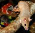 mastomys-mice-rodents-climb-53569.jpeg